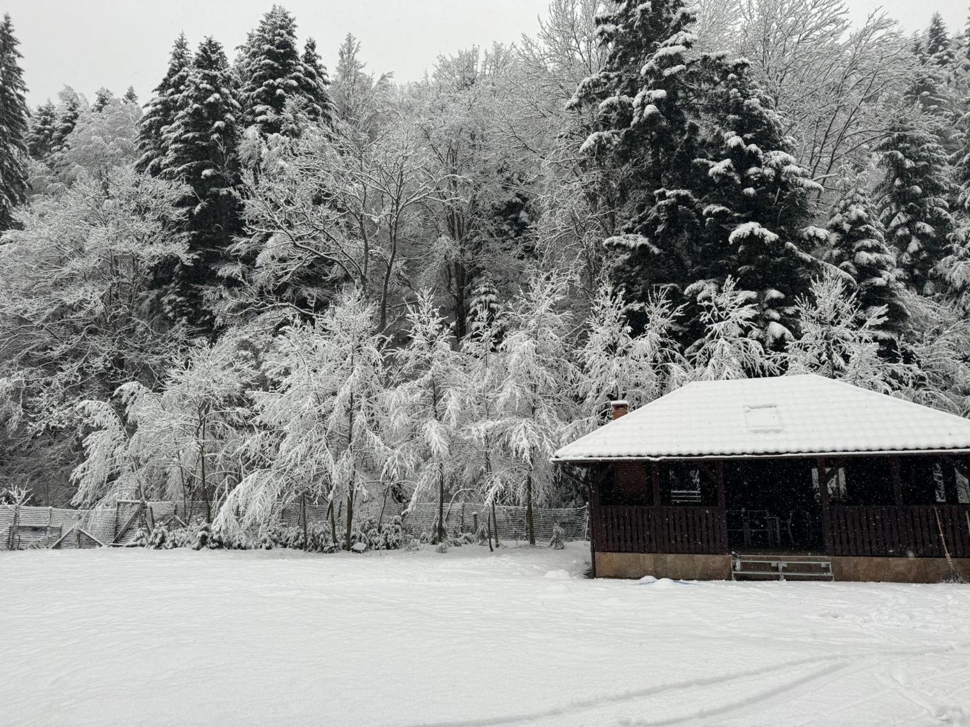 Cabana Zip Zărneşti Exterior foto